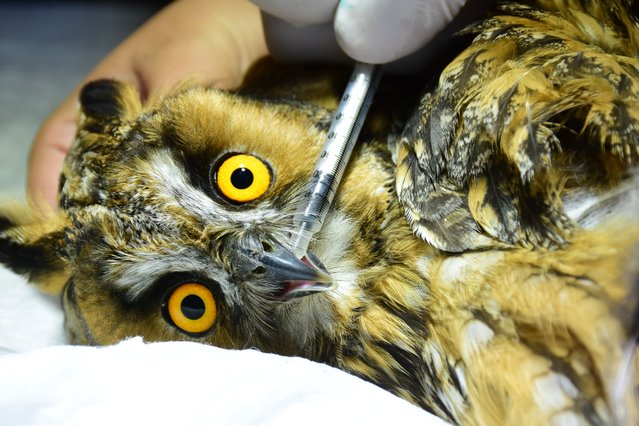 An owl is seen during its treatment and caring process at the Antalya Metropolitan Municipality Natural Life Park in Antalya, Turkiye on June 14, 2024. Antalya Metropolitan Municipality Natural Life Park, one of the largest natural habitat parks in Turkiye, houses over 1,400 animals from 122 species. Since the beginning of the year, 545 animals, including birds of prey and mammals, have been treated, cared for and rehabilitated in Antalya Wildlife Park. (Photo by Zehra Tekeci/Anadolu via Getty Images)