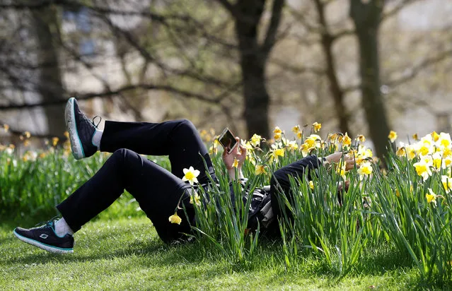 A visitor to St. James's Park takes a selfie while lying amongst daffodils, in London, Britain March 31, 2017. (Photo by Peter Nicholls/Reuters)