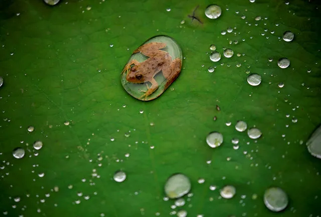 A frog is pictured on the leaf of a lotus after the rain at a pond in Lalitpur, Nepal on September 26, 2019. (Photo by Navesh Chitrakar/Reuters)