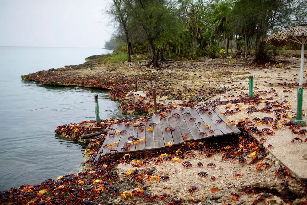 Crabs invade Cuba's Bay of Pigs