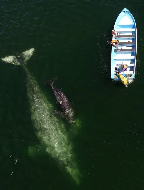 A picture taken with a drone shows tourists visiting the gray whale sanctuary (Eschrichtius robustus) off the coast of Puerto Lopez Mateos, in Baja California, Mexico, 09 March 2022. The area is once again welcoming tourists after two years of pandemic closure. (Photo by Mahatma Fong/EPA/EFE/Rex Features/Shutterstock)