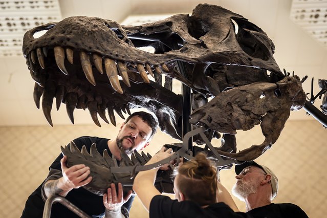 Installation crew members put together the skeleton of a Tyrannosaurus rex named TRX-293 Trinity, ahead of a preview by the Koller auction house at the Tonhalle concert hall in Zurich, Switzerland, 27 March 2023. The 11.6 meters long, 3.9 meters high, and 67 million-year-old T-Rex skeleton was assembled from three specimens excavated from 2008 to 2013 in the Hell Creek and Lance Creek formations in the US states of Montana and Wyoming. The Tyrannosaurus rex skeleton is to go on sale at the auction house in April 2023. (Photo by Michael Buholzer/EPA)