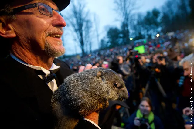 In Groundhog Day Tradition, Punxsutawney Phil Predicts End Of Winter