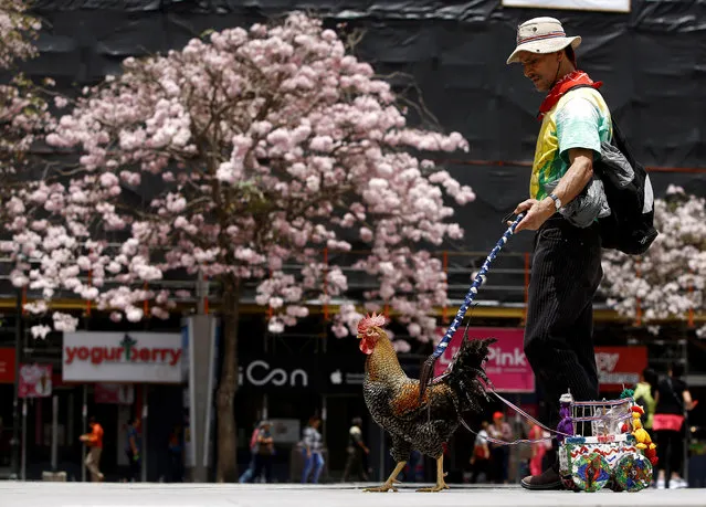 Martin Herrera, 58, who has had a love for roosters since his childhood, and has spent the last 20 years domesticating and training them, walks with his favorite rooster “Paquito” in San Jose, Costa Rica April 27, 2017. (Photo by Juan Carlos Ulate/Reuters)