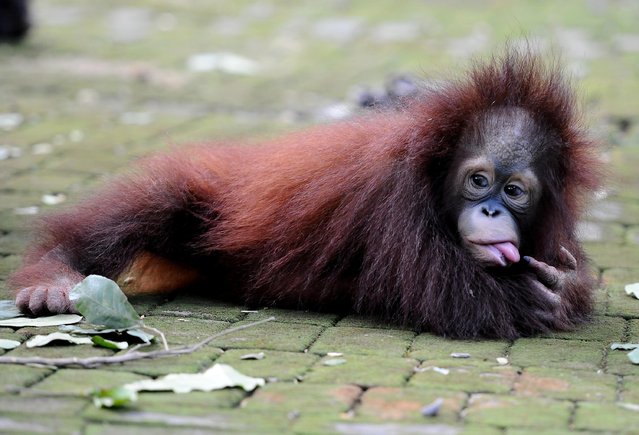 Damai, 3 years old Bornean orang utan plays courtyard at Surabaya Zoo as he prepares to be released into the wild on May 19, 2014 in Surabaya, Indonesia. The two baby orangutans, brothers, were found in Kutai National Park in a critical condition having been abandoned by their mother on May 14, 2014. (Photo by Robertus Pudyanto/Getty Images)
