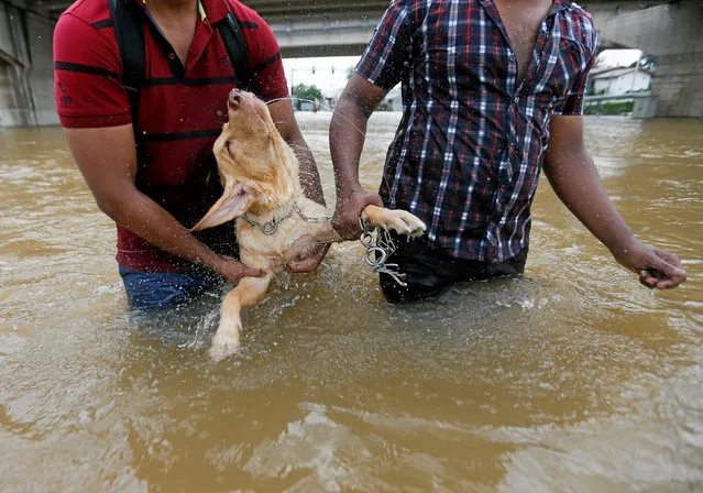 A dog shakes water away as his owners walk him through a flooded road in Kaduwela, Sri Lanka May 20, 2016. (Photo by Dinuka Liyanawatte/Reuters)