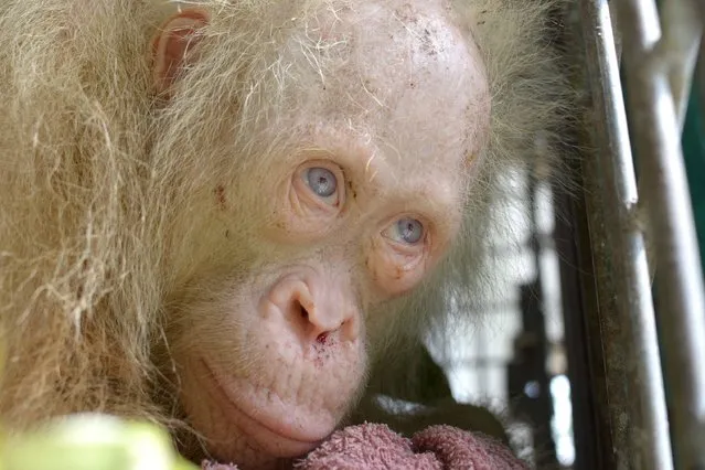 This handout picture taken on April 30, 2017 and released on May 2, 2017 by the Borneo Orangutan Survival Foundation shows a rare albino orangutan that was saved from villagers in Kapuas Hulu, on the Indonesian side of Borneo island. A rare albino orangutan has been saved from villagers on the Indonesian part of Borneo island who were keeping the white-haired, blue-eyed creature in a cage, a protection group said on May 2. The Borneo Orangutan Survival Foundation, which is caring for the critically endangered ape, said the organisation had never before in its 25-year history taken in an albino orangutan. (Photo by AFP Photo/Borneo Orangutan Survival Foundation)