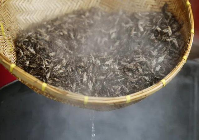 View at crickets in a basket after ripen in boiling water as part of process for sale at the cricket community enterprise center in Mahasarakam province, northeast of Thailand, 08 July 2013. Insects have long been on the menu in Thailand, but academics and the United Nation's Food and Agriculture Organization (FAO) officials are hoping they will become a more common global source of protein and nutrients to meet the need for growing world food requirements in the future. (Photo by Narong Sangnak/EPA)