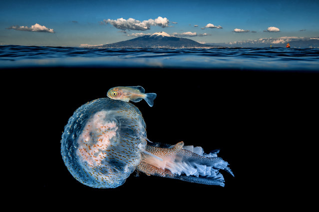 Jellyfish with a juvenile imperial blackfish (Schedophilus ovalis) in Castellammare di Stabia, Naples, Italy, winter 2023. (Photo by Marco Gargiulo/Media Drum Images)