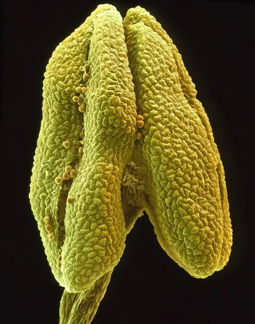The anther of a flower of the small-leaved lime. (Photo by Oliver Meckes/Barcroft Media)