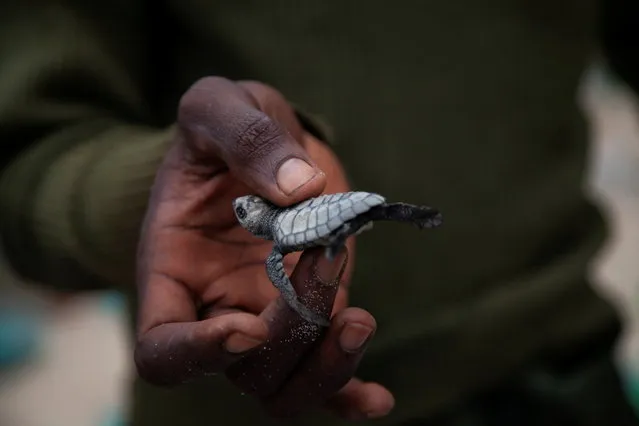 Christian Ndombe, a park ranger, holds one of the eight weeks turtles at a hatching centre in Muanda, Democratic Republic of Congo, February 5, 2022. (Photo by Justin Makangara/Reuters)