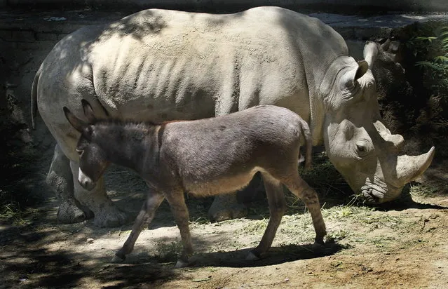 In this Saturday, June 14, 2014 photo rhinoceros Manuela and a donkey  in the same enclosure at the Tbilisi Zoo, Georgia. The zoo keepers tried to help Manuela the rhino who was feeling depressed by putting the donkey in the same cage. The strategy worked and the animals have been living peacefully together. (Photo by Shakh Aivazov/AP Photo)