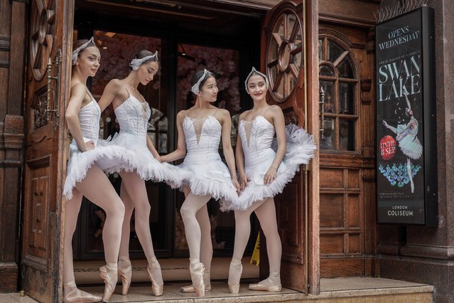 Swans from the state Ballet of Georgia production of Swan Lake arrive in London on August 27, 2024 ahead of opening night at London Coliseum venue on 28th August. (Photo by Guy Corbishley/Alamy Live News)