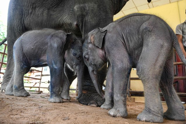 Baby elephant twins play next to their mother at Wingabaw Elephant Camp, Myanmar's Bago region, on September 5, 2024. Baby elephant twins born last week on a timber camp in Myanmar are thriving after a wobbly first few days in the world, officials told AFP on Thursday. (Photo by Sai Aung Main/AFP Photo)