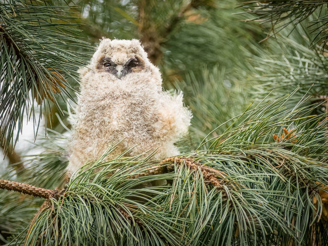 A fluffy owlet at Blackhall Colliery in County Durham, UK in the first decade of September 2024 wakes after its nap. Long-eared owls are Britain’s most nocturnal, with a penchant for recycling other bird’s old nests. (Photo by Chris Gee/Media Drum Images)