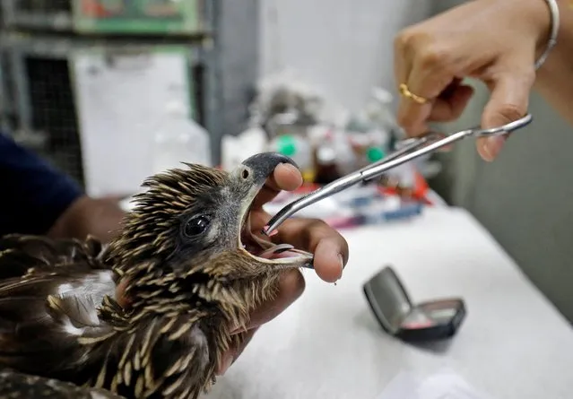 A vet provides medicine to an eagle after it was dehydrated due to heat at Jivdaya Charitable Trust, a non-governmental rehabilitation centre for birds and animals, during hot weather in Ahmedabad, India, May 11, 2022. (Photo by Amit Dave/Reuters)