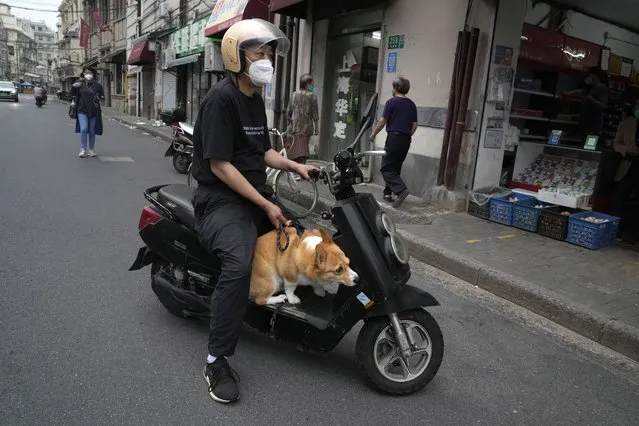 A resident takes his dog out grocery shopping, Wednesday, June 1, 2022, in Shanghai. (Photo by Ng Han Guan/AP Photo)