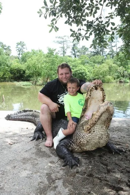 T-Mike Kliebert and his son Blaise tackle Chinaman a 12 foot alligator in Hammond, Louisiana. (Photo by Barcroft Media)