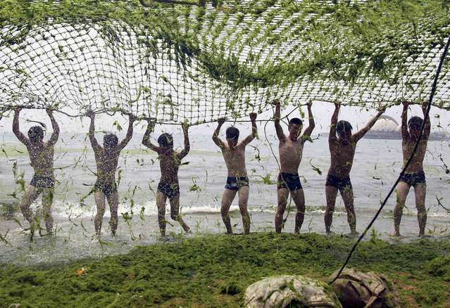 Residents remove green algae from a net on the beach in Qingdao, Shandong province, July 12, 2012