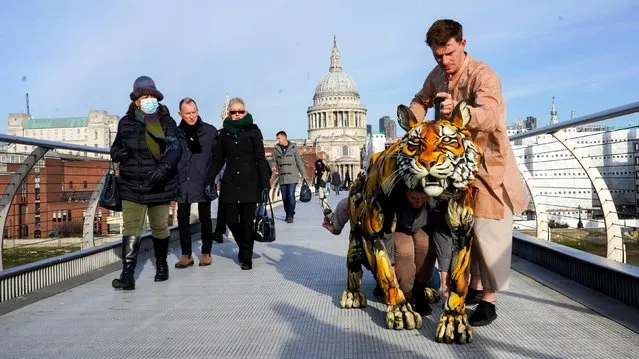 The puppet of a Royal Bengal Tiger from the stage production of The Life of Pi, operated by puppeteers Tom Larkin, Tom Stacy and Scarlet Wilderink, makes its way across Millenium Bridge in London to mark the upcoming West End premiere of the stage production at the Wyndham's Theatre in London on Monday, November 29, 2021. (Photo by Ian West/PA Images via Getty Images)
