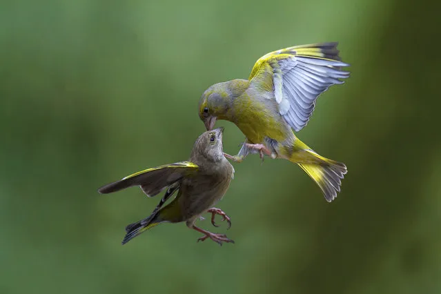 These greenfinches go head to head in what appears to be a heroic fight or a playfull moment together, inspiration for a new version of “Angry Birds”, in Trezzo Sull'Adda, Italy in March 2013. (Photo by Marco Redaelli/IMP/AbacaPress.com)