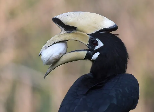 A hornbill feeds on banana near Pobitora wildlife sanctuary in Morigaon district of Assam, India, 04 March 2020. (Photo by EPA/EFE/Stringer)