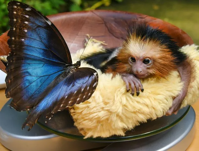 At Alaris Butterfly Park in Lutherstadt Wittenberg, Germany, three-week-old golden-headed lion monkey “Irene” curiously observes a blue sky butterfly that has settled on the edge of the scale during her daily weigh-in on July 19, 2022. (Photo by Waltraud Grubitzsch/Avalon)