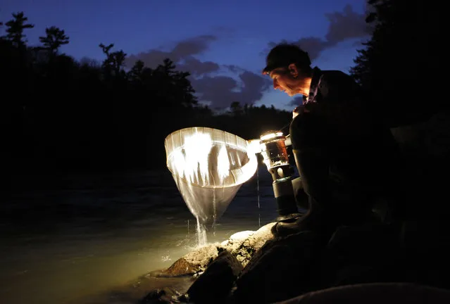 In this March 2012 file photo, elver fisherman Bruce Steeves checks his dip net while fishing by lantern light on a river in southern Maine. (Photo by Robert F. Bukaty/AP Photo)
