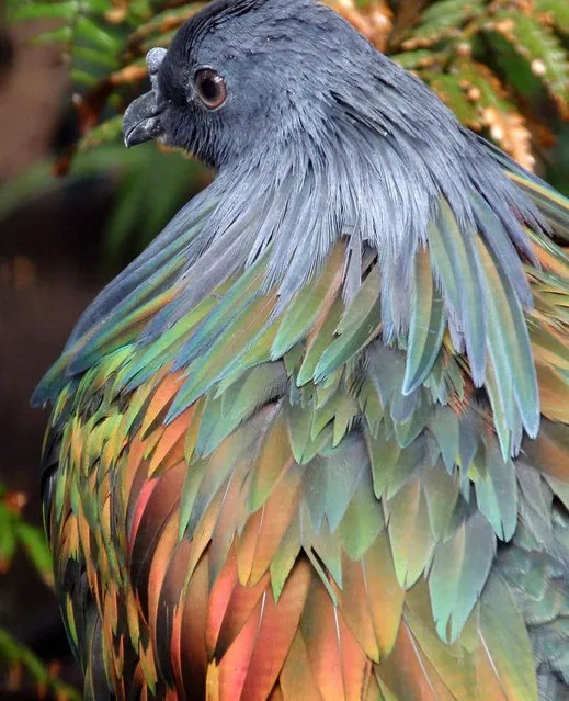 Beautiful Nicobar Pigeon