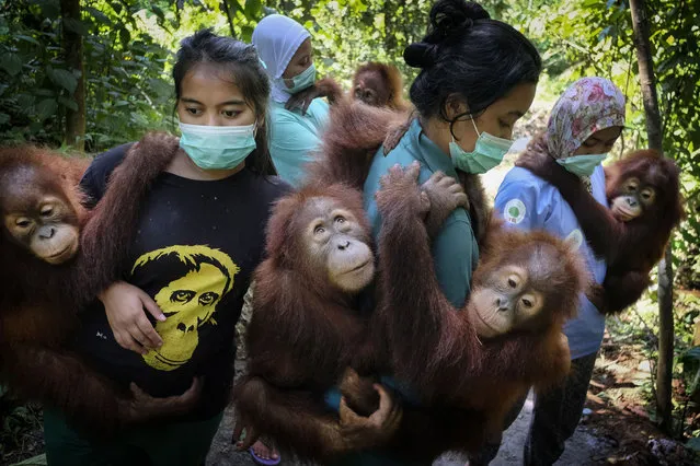 Substitution mothers are on the way to the forest school with orphaned orangutans where they will teach them to climb trees in Sibolangit, SOCP Quarantine Centre, North Sumatra, Indonesia on January 22, 2019. Like humans, the mother orangutan has to teach her kids everything they need to know to survive on their own. At the SOCP center, human caregivers take on that maternal role. It is the first step in a teaching, socialization and rehabilitation program with the goal of release at the age of 7 to 8 years old. This corresponds with the age when orangutans naturally leave their parents in the wild. (Photo by Alain Schroeder/National Geographic)
