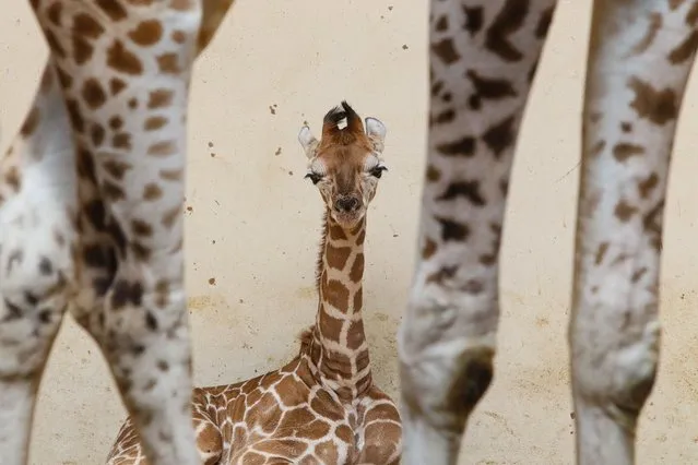 A 13-day-old male giraffe bull relaxes in the Zoological Garden, in Opole, southwest Poland, 29 August 2022. The toddler was named Napoleon, due to its relatively small - for giraffes - height of 'only' 175 centimeters and a weight of about 55 kilograms. It is already the 14th giraffe born in Opole. The Opole zoo currently boasts the largest giraffes birth in Poland. (Photo by Krzysztof Swiderski/EPA/EFE)
