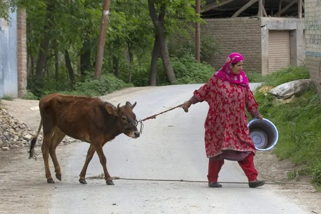 A Kashmiri Muslim woman pulls a calf as she walks towards her home as police and army soldiers launch an operation in Awantipora area, south of Srinagar, Indian controlled Kashmir, Wednesday, May 6, 2020. Government forces killed a top rebel commander and his aide in Indian-controlled Kashmir on Wednesday and shut down cellphone and mobile internet services during subsequent anti-India protests, officials, and residents said. (Photo by Dar Yasin/AP Photo)