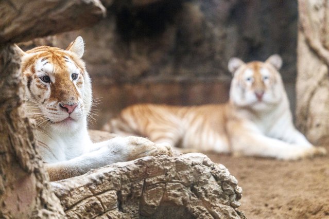 Rare golden tigresses Ava and Luna lie in a cage at Chiang Mai Night Safari, in Chiang Mai province, Thailand, on November 26, 2024. (Photo by Warodom Nimmanahaeminda/Reuters)