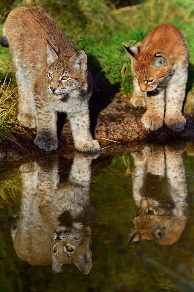 Four Month Old Northern Lynx Kittens Get Their First Public Outing