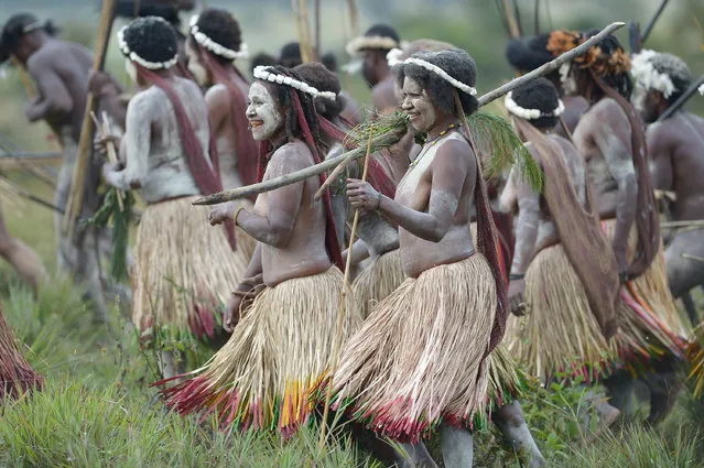 In this photo taken on August 9, 2016, Dani tribeswomen participate in the 27th annual Baliem Valley Festival in Walesi district in Wamena, Papua Province. Performances at the 27th Baliem Valley Festival, taking place from August 8 to 10, feature mock battles of highland tribes of Dani, Yali and Lani to symbolise the high spirit and power that have been practised for generations. (Photo by Adek Berry/AFP Photo)