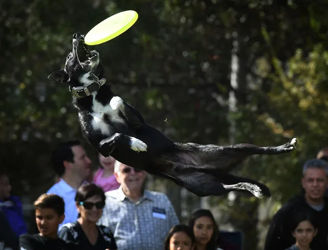 Dog Jett catches a frisbee during Disc Dogs event, at the Woofstock 90210 dog show in Beverly Hills, California on November 5, 2017. (Photo by Mark Ralston/AFP Photo)