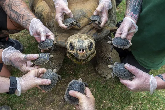 Dirk the giant tortoise, named after Dirk Diggler – Mark Wahlberg’s character in the Oscar-winning film Boogie Nights – has fathered eight babies at the age of 70 in September 2022. (Photo by Max Willcock/Bournemouth News and Picture)