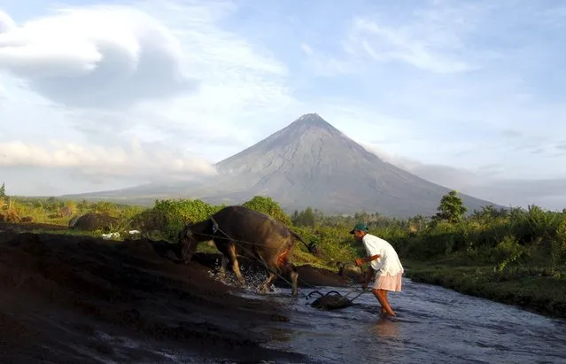 A farmer walks with his buffalo with the Mayon Volcano in the background in Albay province, Bicol region, south of Manila in this September 17, 2014 file photo. The Philippine economy has outpaced most of its Asian neighbours in the last two years, but its large rural sector may drag on growth in the second half as it confronts what forecasters say will be one of the worst El Nino dry spells on record. (Photo by Reuters/Stringer)
