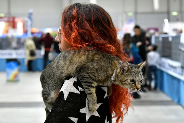 A woman carries a cat during the “SuperCat Show 2017” on November 11, 2017 in Rome, Italy. (Photo by Alberto Pizzoli/AFP Photo)