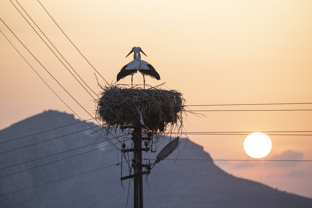 Two storks are seen perching on their nest on top of an electricity pole in Pertek district of Tunceli, Turkiye on March 09, 2025. For the last 6 years, two storks in Pertek district do not migrate anywhere else. (Photo by Sidar Can Eren/Anadolu via Getty Images)