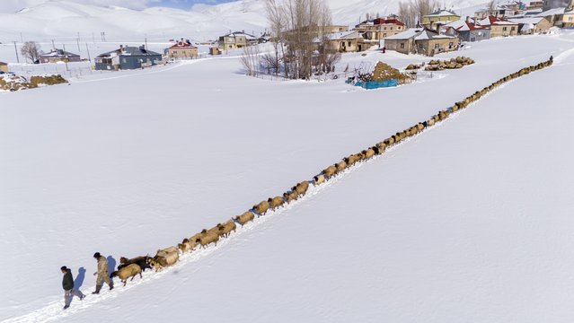 An aerial view of small cattle flock feeding in snow-covered fields in Van, Turkiye on February 23, 2025. Livestock breeders feed their animals under harsh winter conditions. Farmers spread the grass they carry on the snow they crush and bring their animals to this area and feed them throughout the day. In the countryside, where the snow thickness exceeds one meter in places, farmers take care of their animals throughout the day and take their sheep back to the corral in the evening. (Photo by Necmettin Karaca/Anadolu via Getty Images)