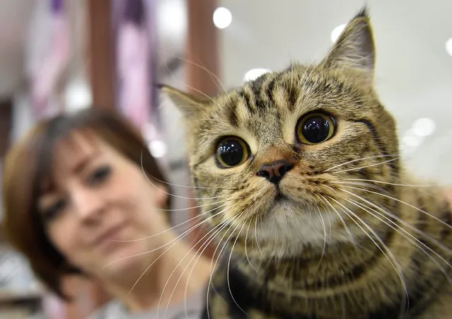 A woman looks at a Scottish straight cat during an international cat exhibition in Bishkek on November 26, 2017. (Photo by Vyacheslav Oseledko/AFP Photo)