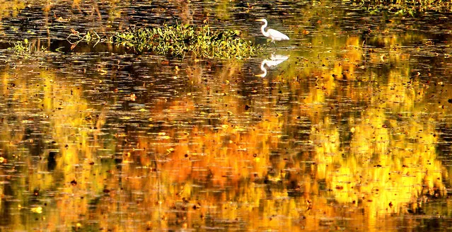 An egret scans the backwaters of the Mississippi River for food near Lock and Dam #11 in Wisconsin, Friday Sept. 26, 2014. (Photo by Dave Kettering/AP Photo/The Telegraph Herald)
