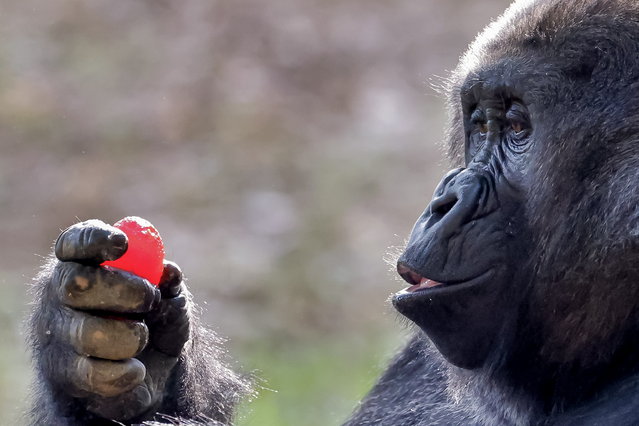 A member of a western lowland gorilla troop enjoys a frozen sugar-free Jell-O Easter Egg during the annual 'Gorilla Egg Hunt' enrichment activity at Zoo Atlanta in Atlanta, Georgia, USA, 19 April 2025. Zoo Atlanta has one of the largest populations of gorillas in North America. (Photo by Erik S. Lesser/EPA)