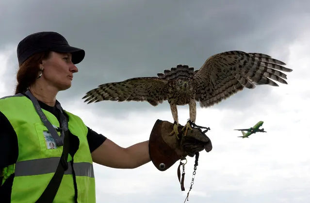 Employee of ornithological flight support service Nika Ryzhova-Alenicheva holds her hawk, which is used to control fauna to avoid bird strikes during takeoffs and landings, at Domodedovo airport outside Moscow, Russia September 2, 2016. (Photo by Maxim Zmeyev/Reuters)
