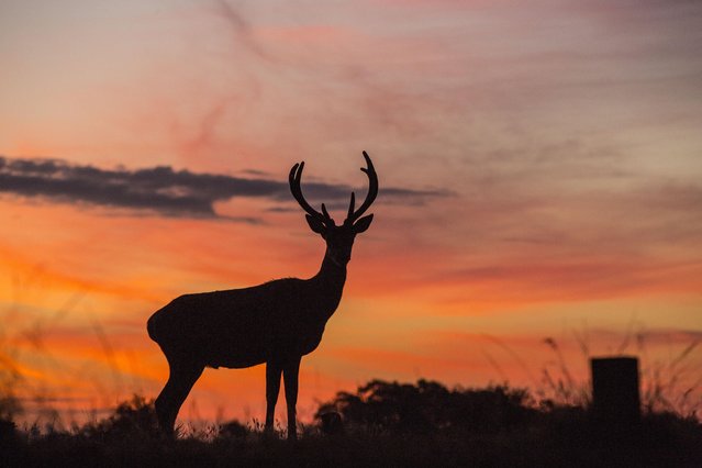 A stag in Richmond Park was imperious in front of the red dawn in London, England on July 30, 2020. (Photo by Rick Findler/Story Picture Agency)