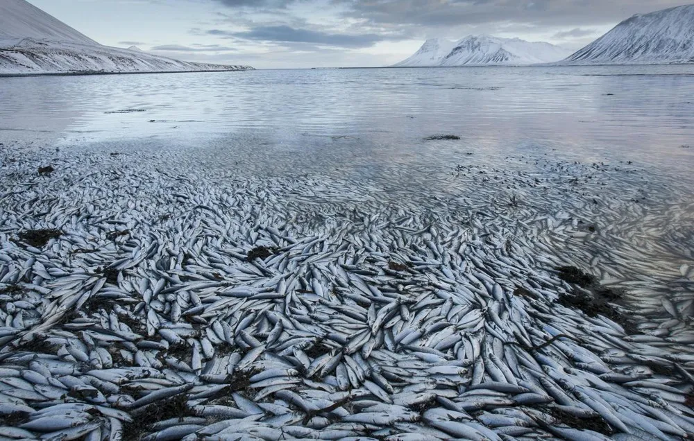 Herring Worth Millions in Exports Dies in Icelandic Lake