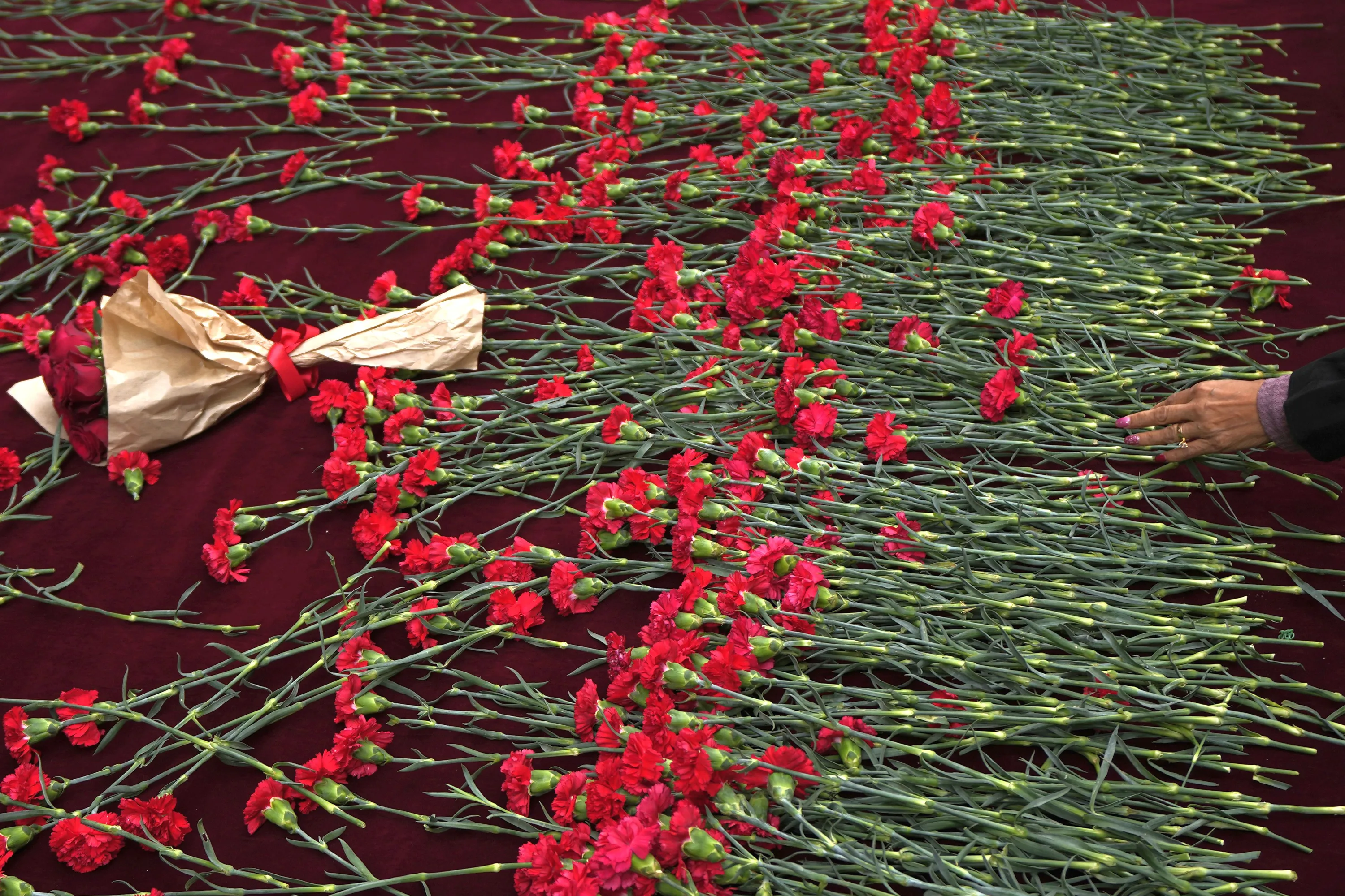 Кровавые цветы турецкие 256. Фестиваль тюльпанов в Стамбуле 2024 красқвие фото.