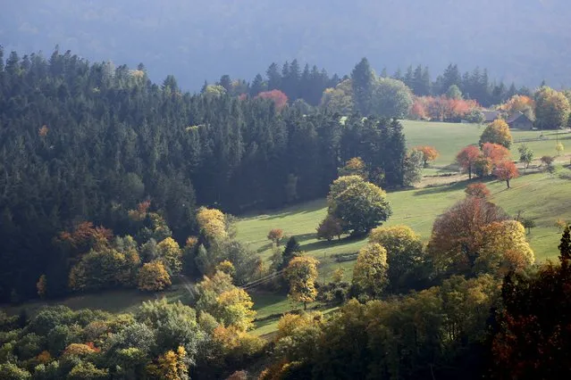 Late autumn colours marking a change in season are seen in the Vosges mountains in the Alsace region, Eastern France, October 11, 2015. (Photo by Jacky Naegelen/Reuters)