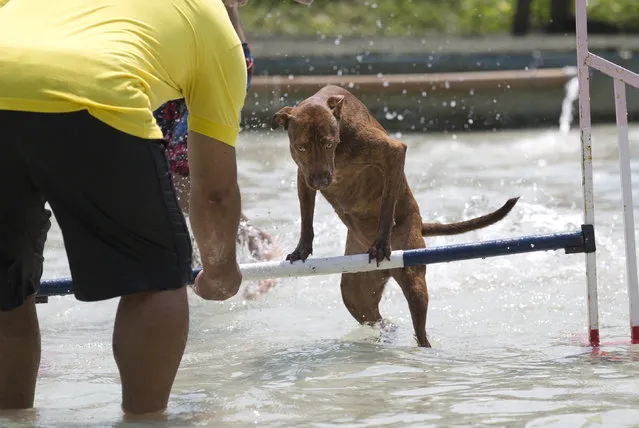 A trainer tries to convince a dog to jump over an obstacle during the Dog Olympic Games in Rio de Janeiro, Brazil, Sunday, September 18, 2016. Owner of the dog park and organizer of the animal event Marco Antonio Toto says his goal is to socialize humans and their pets while celebrating sports. (Photo by Silvia Izquierdo/AP Photo)